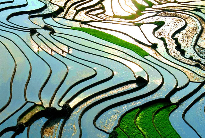 Terraced Fields in Sapa, Vietnam
