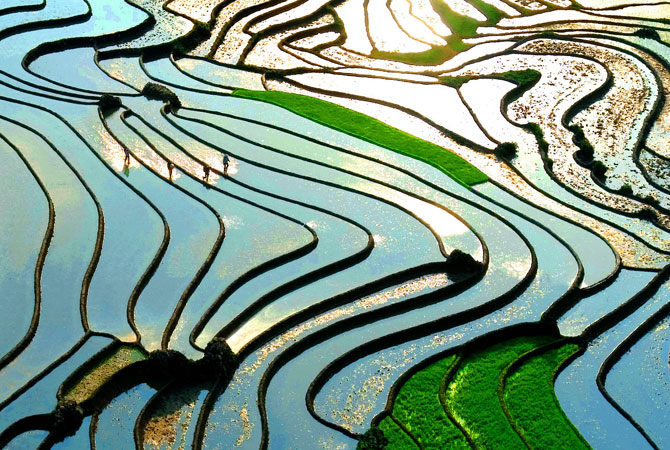The Ethnic Minorities Transplant Rice In Terraced Fields